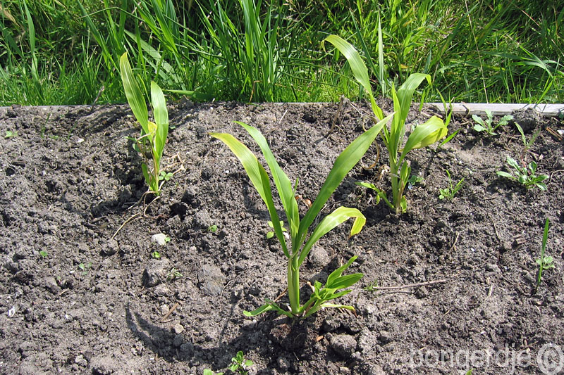  Jobstranen (Coix lacryma-jobi) 