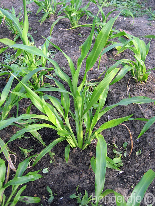  Job's tears(Coix lacryma-jobi) 