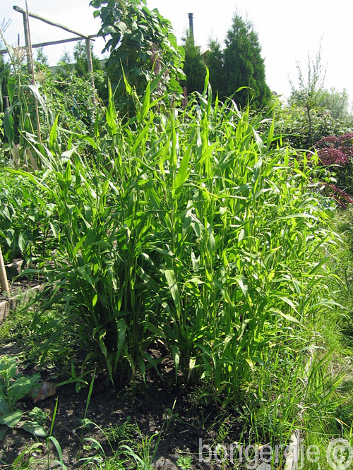  Jobstranen (Coix lacryma-jobi) 