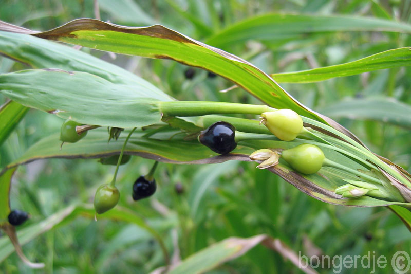  jobstranen al voorzien van gaatjes 