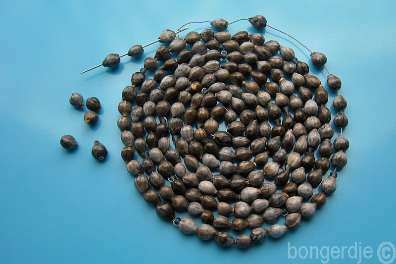  Jobstranen (Coix lacryma-jobi) 