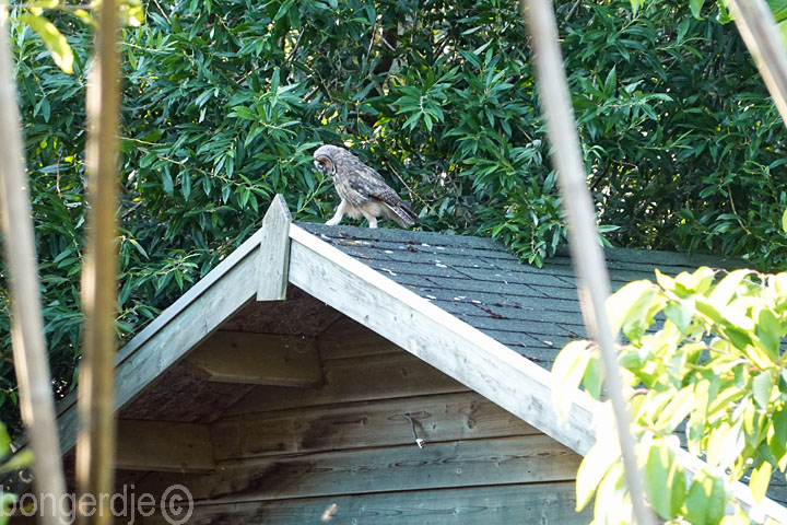 ransuil op de Bongerd