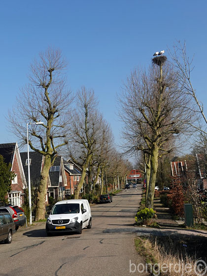  ooievaarspaartje kijkt de kat uit de boom 