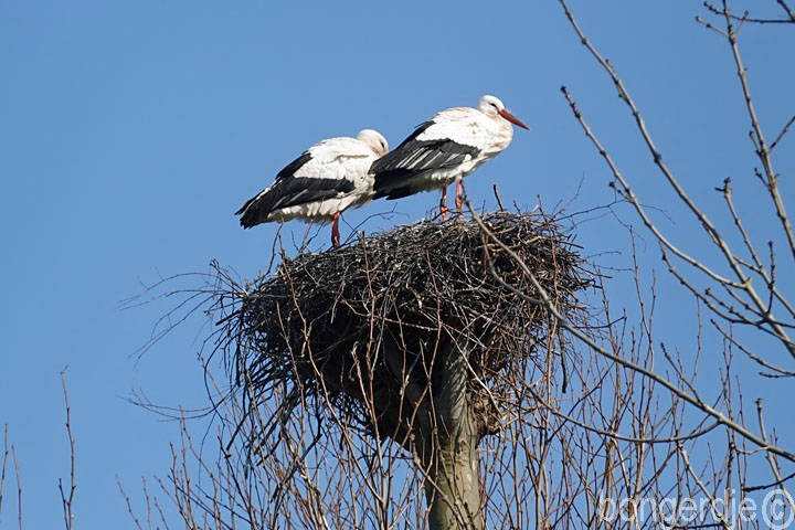  ooievaarspaartje kijkt de kat uit de boom 