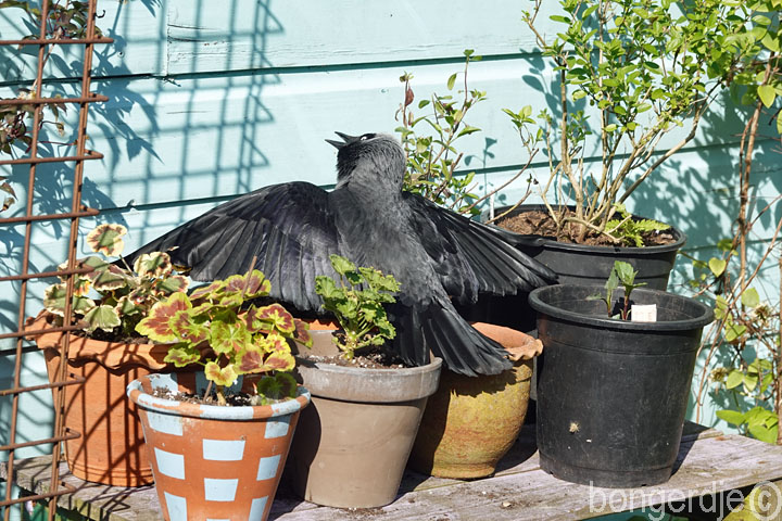 kauw met wijd uitgespreide vleugels