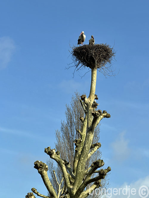   ooievaars weer op hun nest 