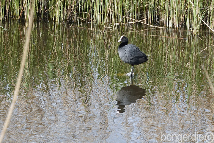  meerkoet loopt op het water 