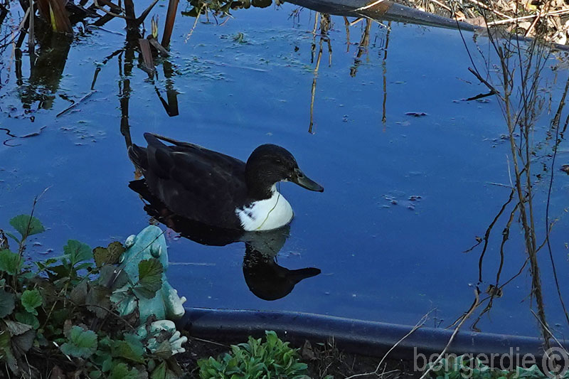  oude bekende eend Judy is weer terug 