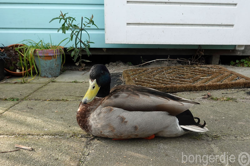  oude bekende eend Byrd is terug 