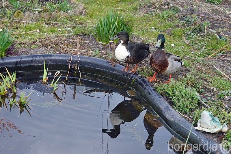  oud bekend eendenkoppeltje, dochter van Jody, is weer terug 