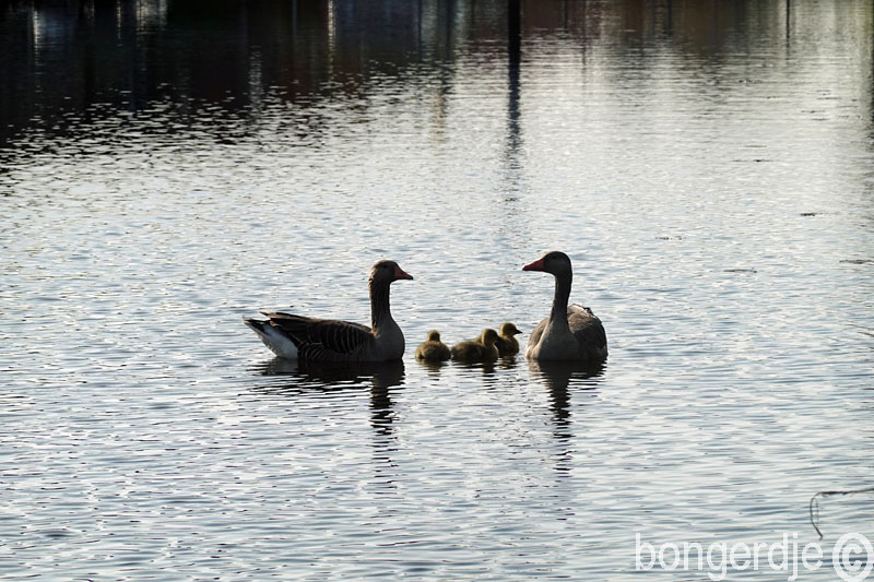  de eerste ganzenkuikens 