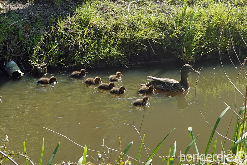  de eerste eendenkuikens 