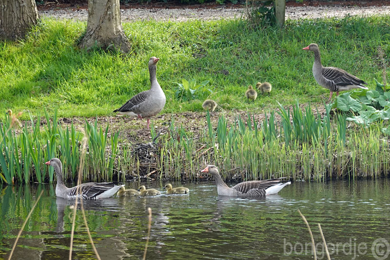  tweemaal de eerste ganzenkuikens 