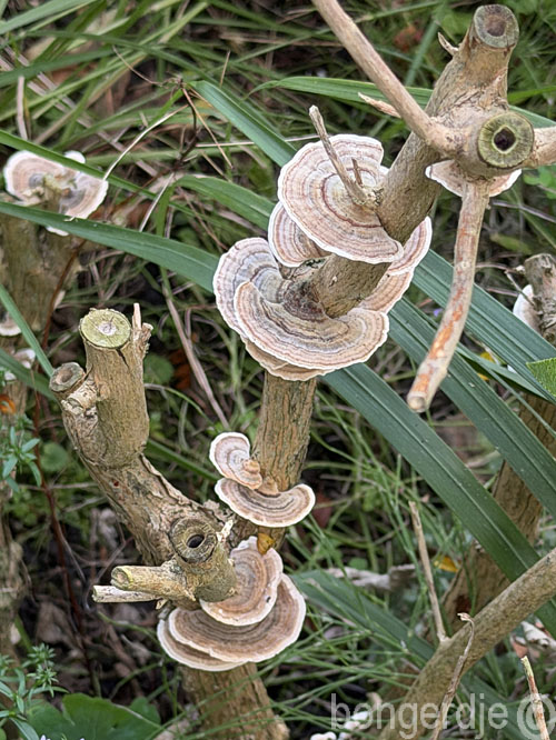  gewoon elfenbankje, Trametes versicolor 