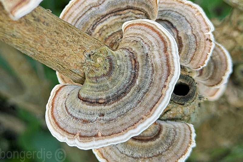  gewoon elfenbankje, Trametes versicolor 