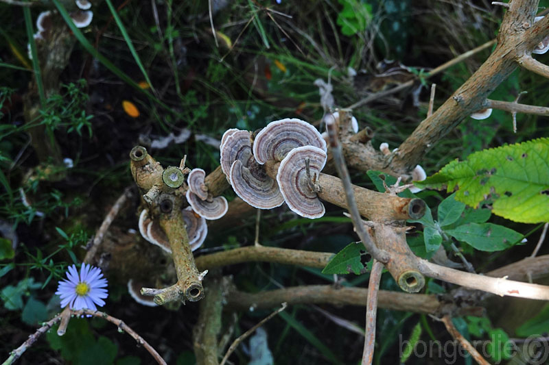  gewoon elfenbankje, Trametes versicolor 
