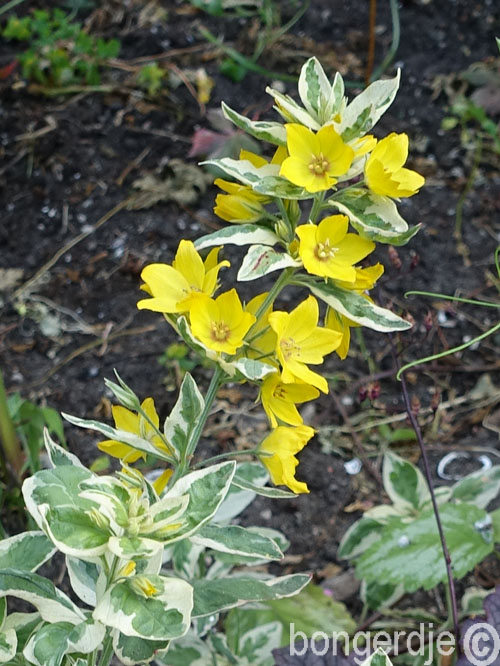  Puntwederik 