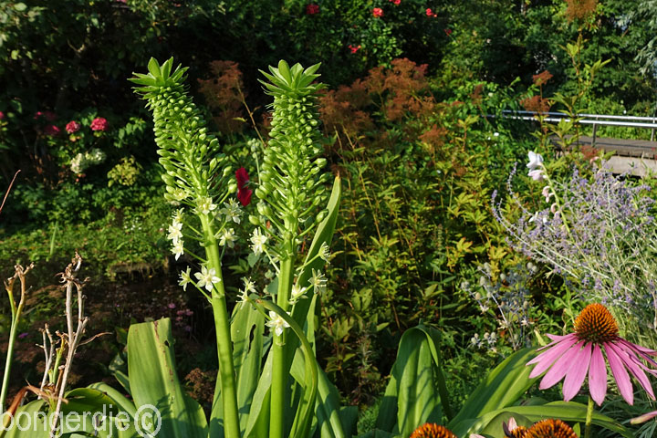 Eucomis, ananasplant oftewel kuiflelie
