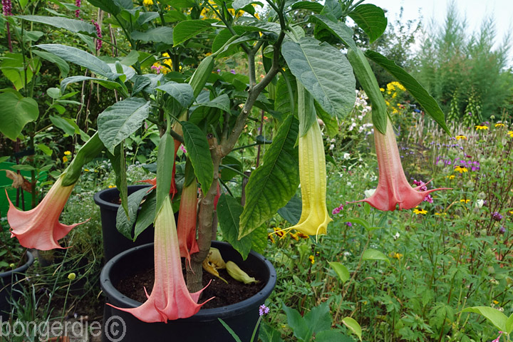 Brugmansia oftewel Engelentrompet