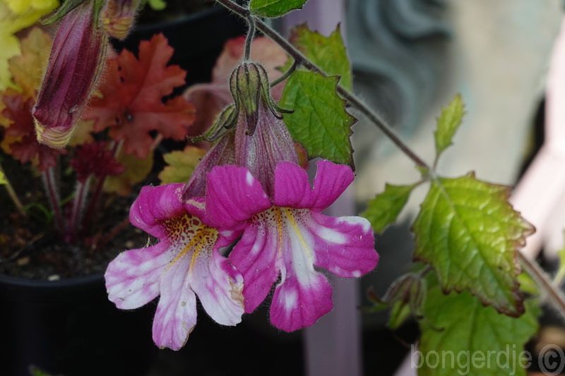  Rehmannia, de foutieve benaming is Chinees vingerhoedskruid.  