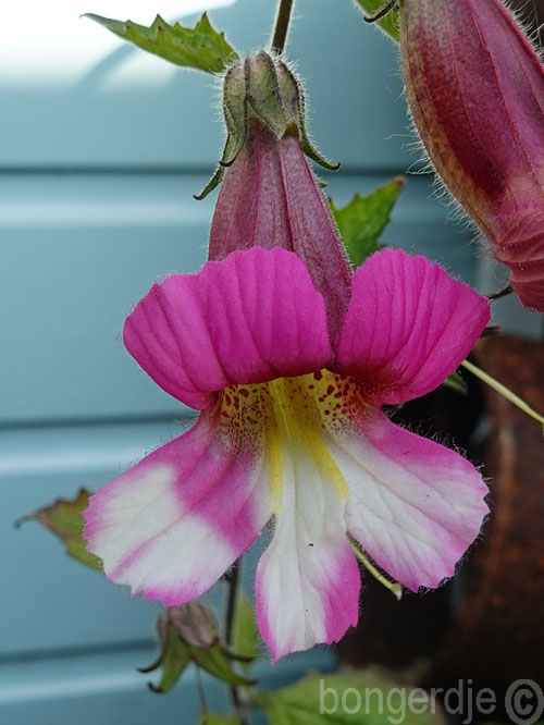  Rehmannia elata, Chinees vingerhoedskruid 