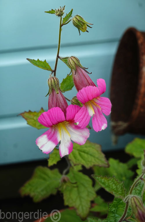  Rehmannia 