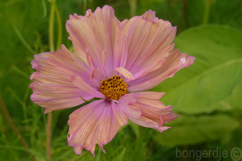  Cosmea Apricotta, Cosmos bipinnatus 