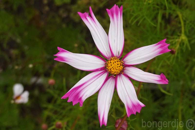  Cosmea, Cosmos bipinnatus 