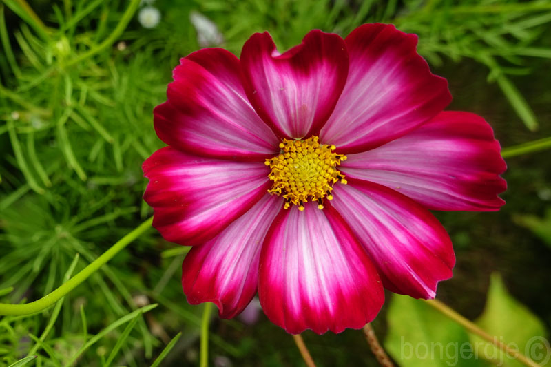  Cosmea, Cosmos bipinnatus 