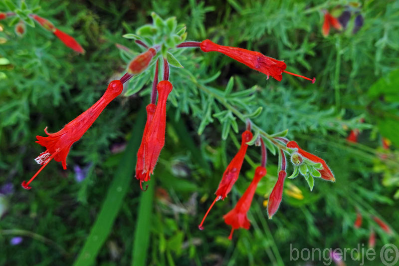  California Fuchsia oftewel Zauschneria (latijn: Epilobium canum) 