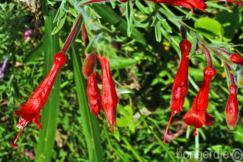  California Fuchsia oftewel Zauschneria (latijn: Epilobium canum) 