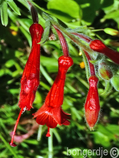  California Fuchsia oftewel Zauschneria (latijn: Epilobium canum) 