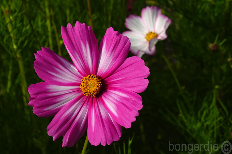  Cosmea, Cosmos bipinnatus 