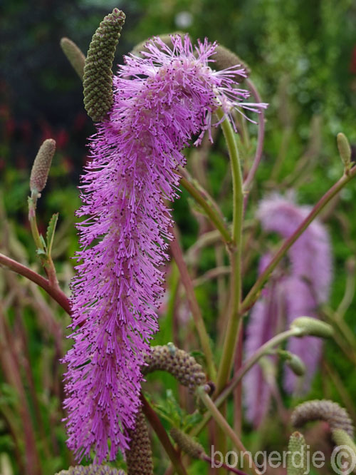  Sanguisorba hakusanensis 'Lilac Squirel' 