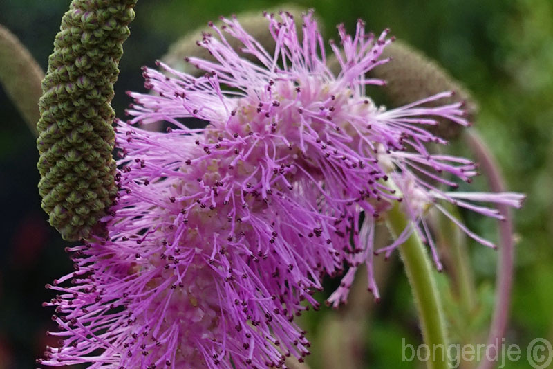  Sanguisorba hakusanensis 'Lilac Squirel' 