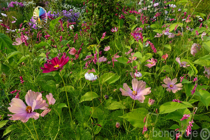  Cosmea, Cosmos bipinnatus 