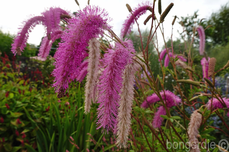  Sanguisorba hakusanensis 'Lilac Squirel' 