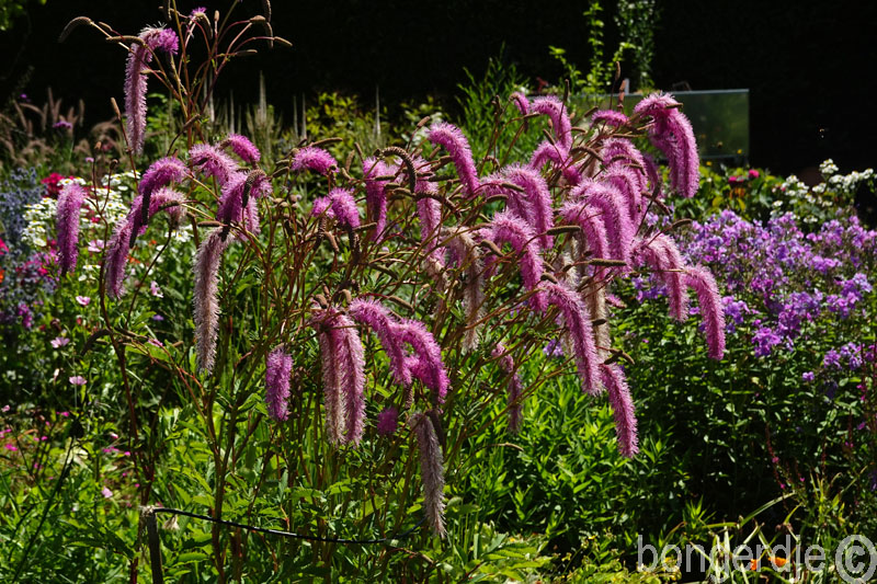  Sanguisorba hakusanensis 'Lilac Squirel' 
