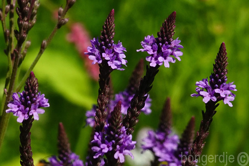  Verbena hastata Rosea 