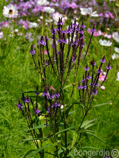  Verbena hastata Rosea 