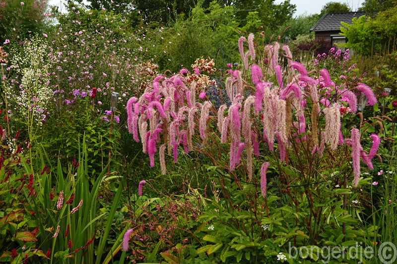  Sanguisorba hakusanensis 'Lilac Squirel' 