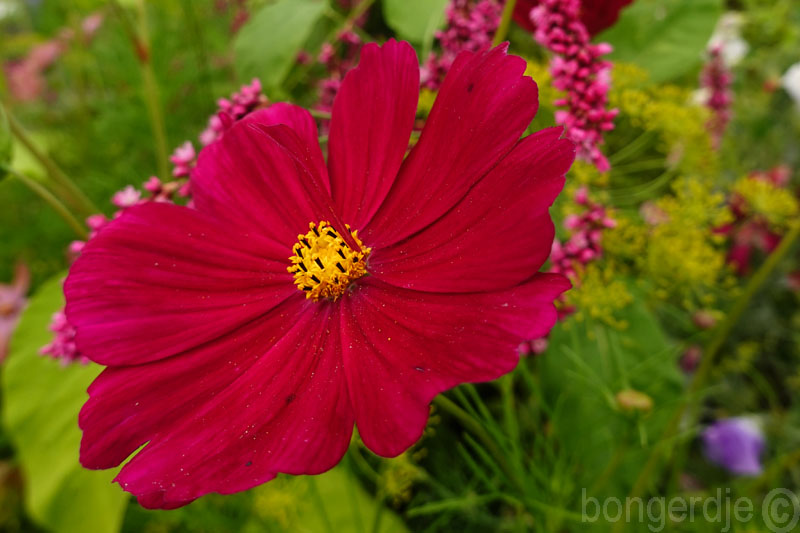  Cosmea, Cosmos bipinnatus 