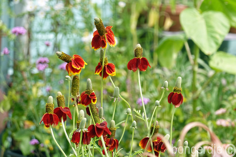  Mexican Hat bloem 