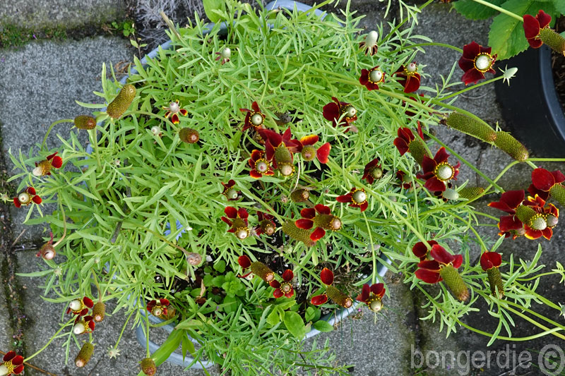  Mexican Hat bloem 