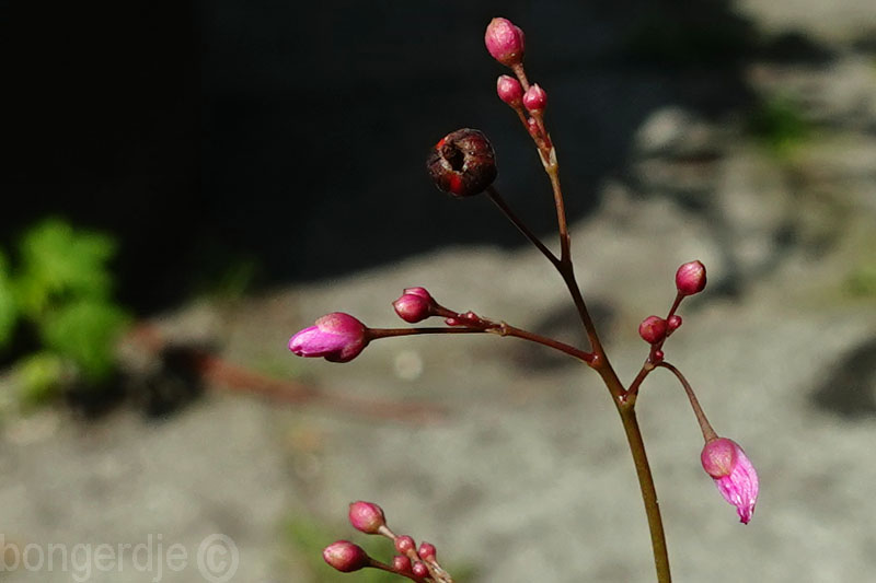  Talinum paniculatum 