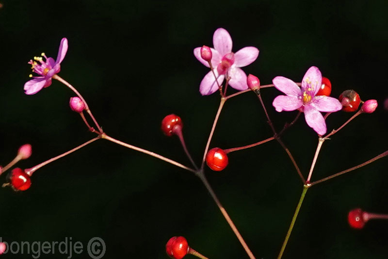  Talinum paniculatum 