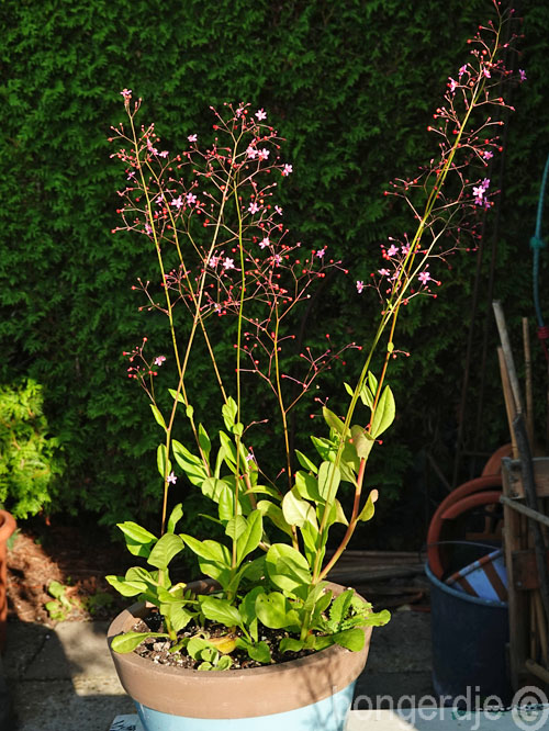  Talinum paniculatum 