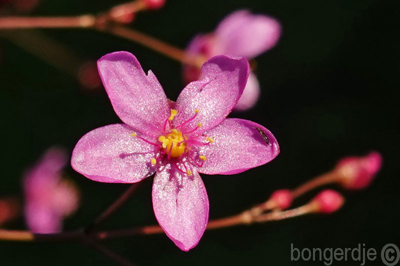  Talinum paniculatum 