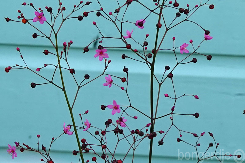  Talinum paniculatum 