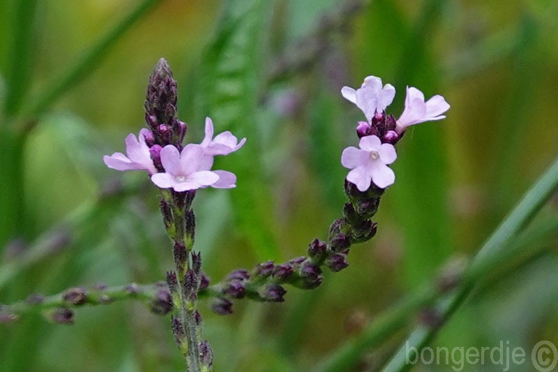  Verbena officinalis Bampton 